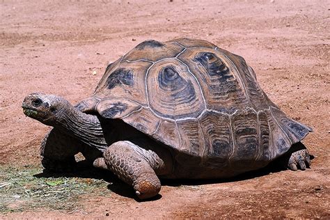 aldabra tortoise  aldabra giant tortoise aldabrachelys flickr