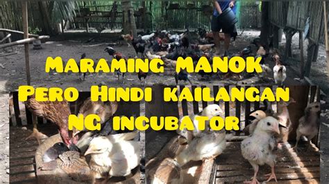 MAGPARAMI NG MANOK KAHIT WALANG INCUBATOR YouTube