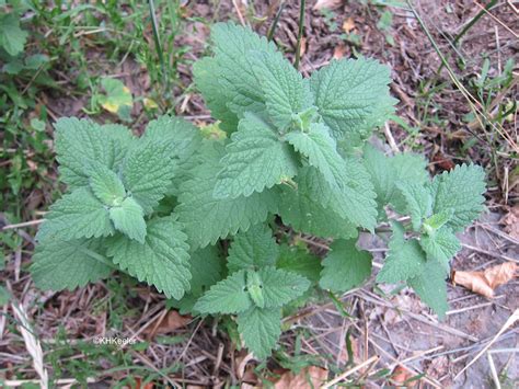 A Wandering Botanist: Plant Story--Catnip, Nepeta cataria, a Well-Known