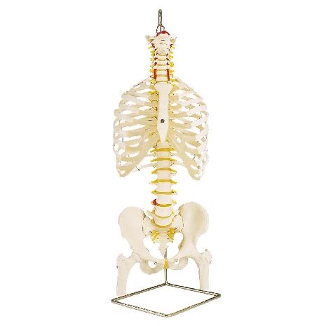 Classic Flexible Spine Model With Ribs And Femur Heads PHYWE