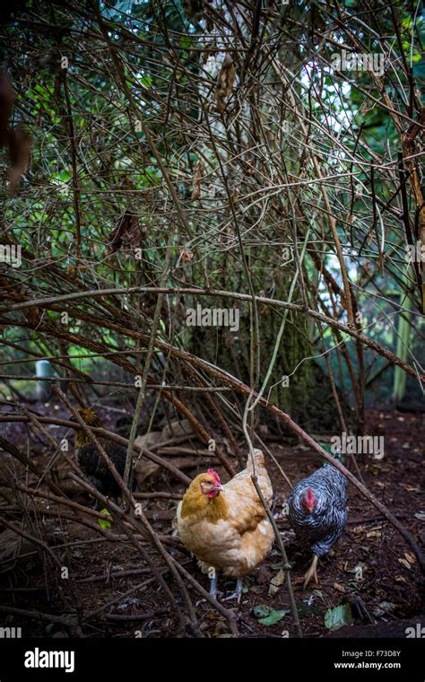 From Small Homemade Structures To Large Elaborate Homes Chicken