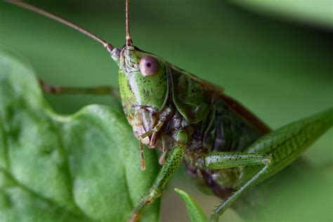 2593 Grasshopper Real Mantis Flickr