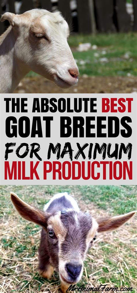 Dairy Goat Breeds 9 Best Goat Breeds For Milk Production Dairy