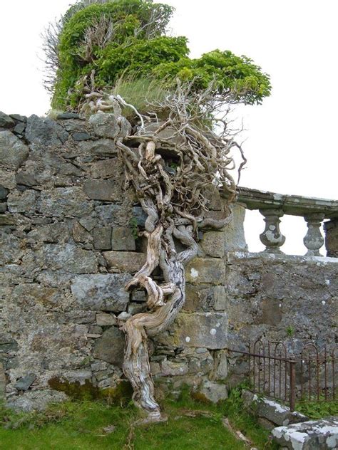 twisted tree  tangledfrog  deviantart artofit