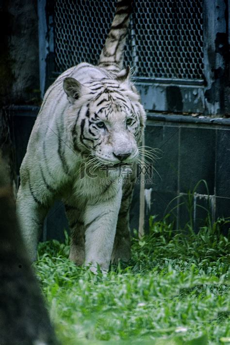 广州广州动物园一只白虎在草地捕猎摄影图配图高清摄影大图 千库网