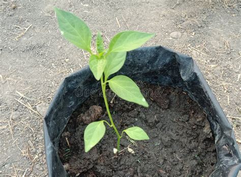 Cayenne pepper plant stock photo. Image of yard, flower - 293623290