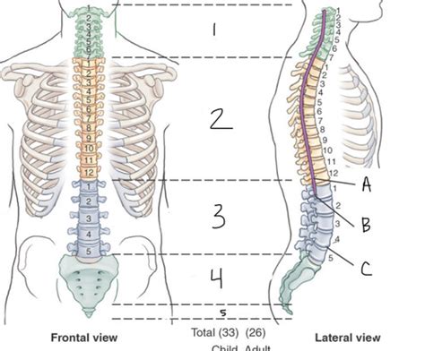 Cervical Spine Anatomy Flashcards Quizlet