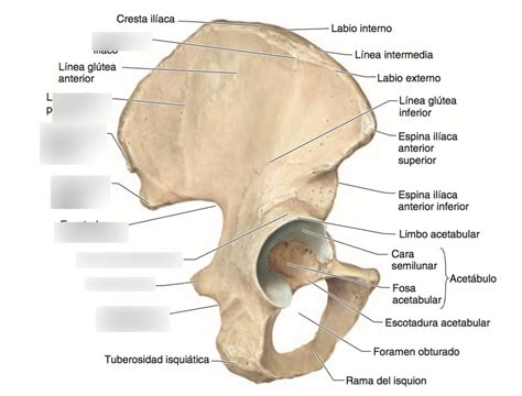 H Coxal Vista Lateral Pt 3 Diagram Quizlet