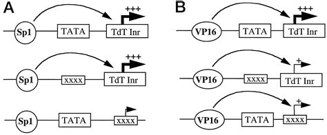 Context Dependent Transcriptional Regulation Journal Of Biological