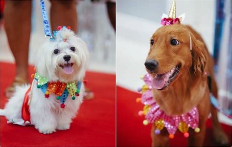 CarnavAU Para Pets Acontece Neste Domingo 28 Em Shopping De