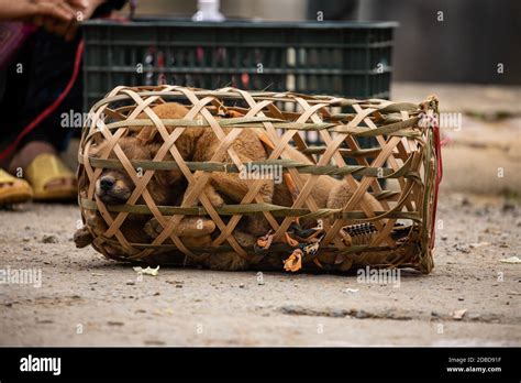 Bac ha dog hi-res stock photography and images - Alamy