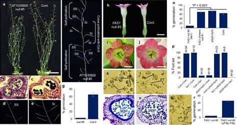 Two Y Chromosome Encoded Genes Determine Sex In Kiwifruit Biorxiv