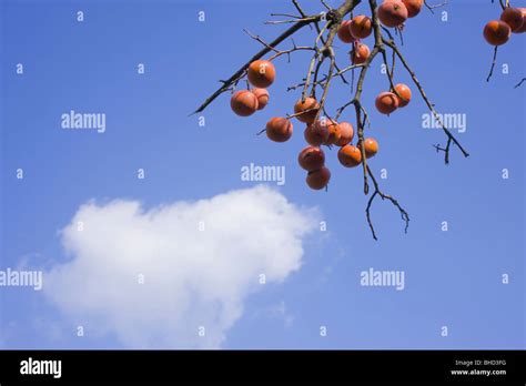 Persimmons Growing On Branch Stock Photo Alamy