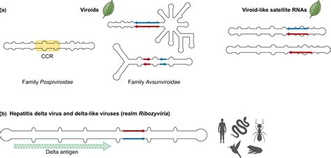 viroid  viroidlike elements  plants  plantassociated