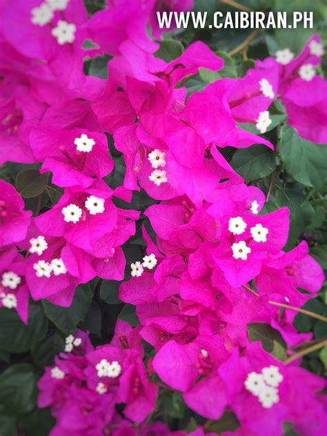 Bougainvillea Or Bugambilia In The Philippines Philippine Trees