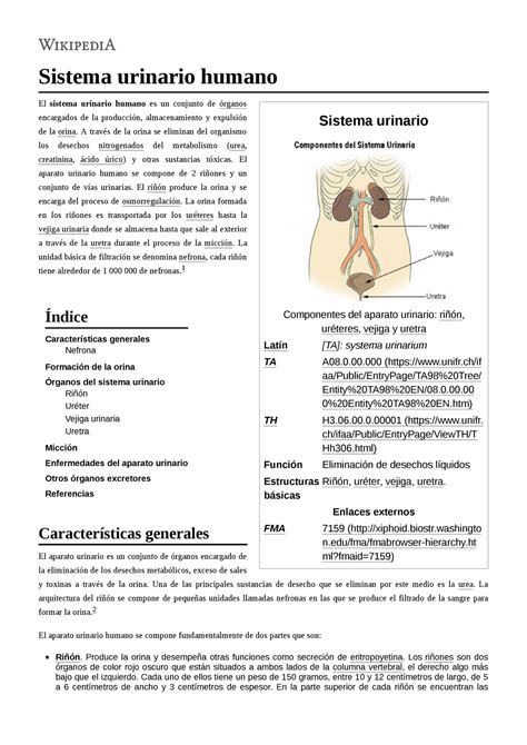 U Pp Sistema Urinario Sistema Urinario Componentes Del Aparato