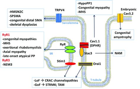 A Schematic Representation Of The Calcium Ion Permeable Channels