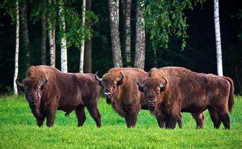 wildlife holidays  europe wildlife worldwide