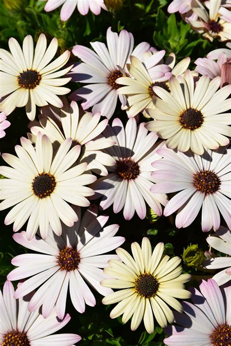 Akila White Purple Eye African Daisy Osteospermum Ecklonis Akila