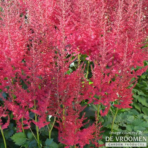 Astilbe Hot Pearls Gal CF Shade Perennials Perennials Live Plants