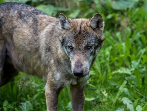 Un Heroico Perro Pastor Lucha Contra Coyotes Para Salvar A Sus Ovejas