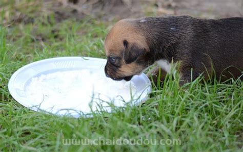 成年狗狗能喝牛奶吗？小狗喝纯牛奶能补充更多营养？ 柴豆豆柴犬