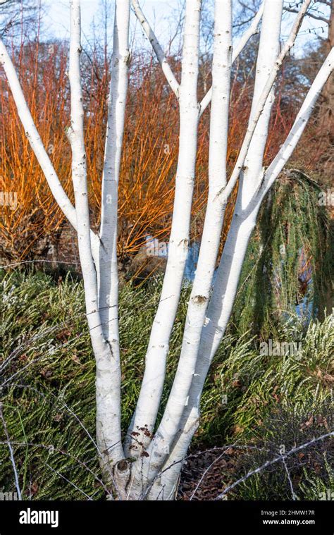 Betula Utilis Jacquemontii Doorenbos Stock Photo Alamy