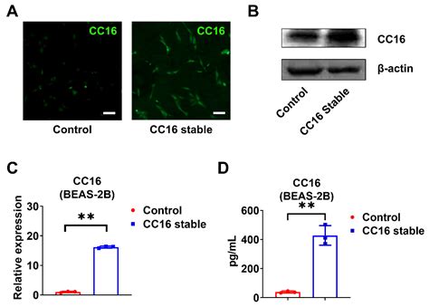 Ijms Free Full Text Cc16 Regulates Inflammation Ros Generation And Apoptosis In Bronchial