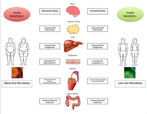 The Role And Influence Of Gut Microbiota In Pathogenesis And Management