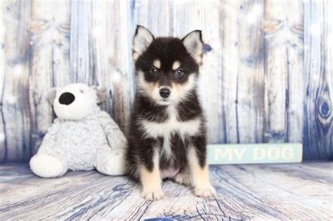 Pomsky Puppy For Sale Near Florida Naples Usa Adn 59886 Pomsky