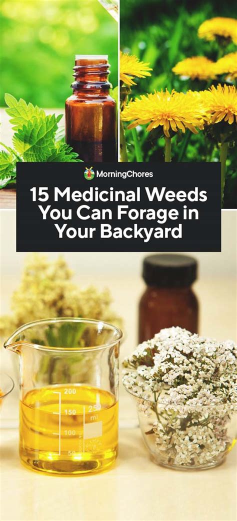 15 Medicinal Weeds You Can Forage in Your Backyard