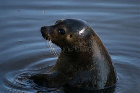 Harbor seal stock photo. Image of marine, true, wildlife - 238409054