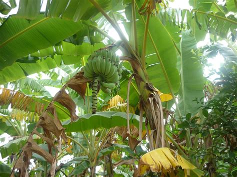 Banana Green Plant · Free Photo On Pixabay