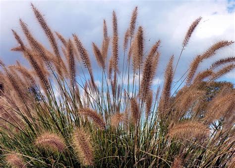 Beach Grass Photograph By Janice Drew Pixels