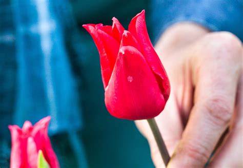 Comment Planter Des Tulipes Au Printemps Tapes D Tente Jardin