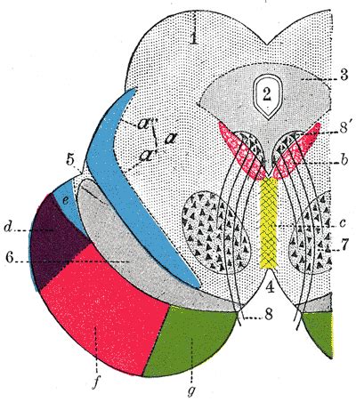 Red nucleus - wikidoc