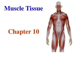 Ppt Muscle Tissue Cont Physiology Chapter Powerpoint Presentation