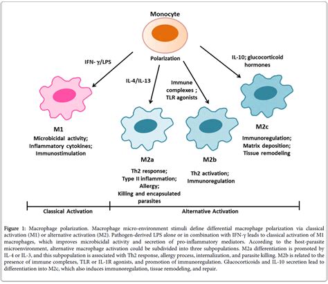 clinical-cellular-immunology-macrophage-polarization