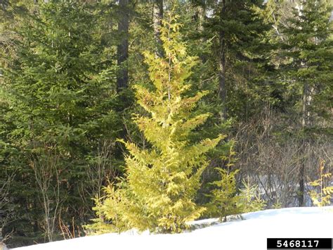 Northern White Cedar Thuja Occidentalis