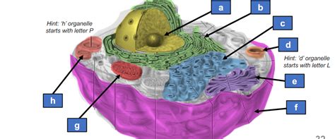 eukaryotic organelles Diagram | Quizlet