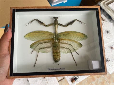 Real Giant Praying Mantis Taxidermy Insect in Display Wood Frame Home