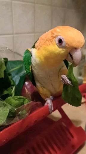 Live Rhea The Naked Bird The Dodo Live Artofit