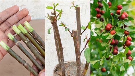 How To Grow Jujube Plant By Cutting At Home Propagation Of Jujube Plant