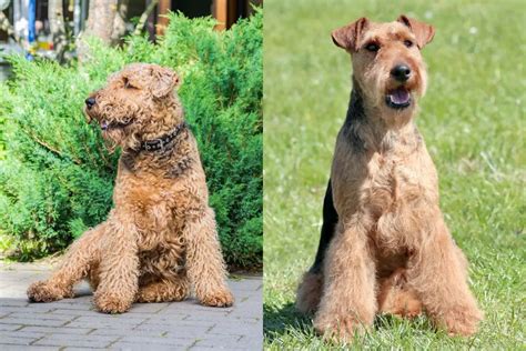 Airedale Terrier Vs Welsh Terrier Top Differences Similarities