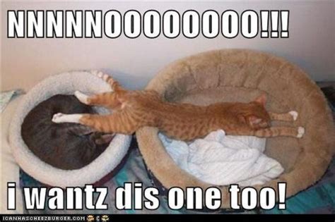 Hilarious Cute Cats 60 Pics