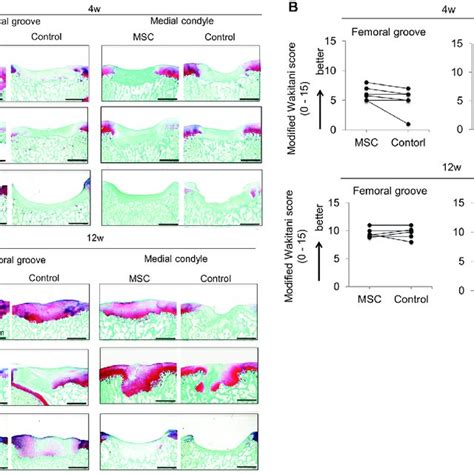 Histological Analysis Of The Regenerated Articular Cartilage A Download Scientific Diagram