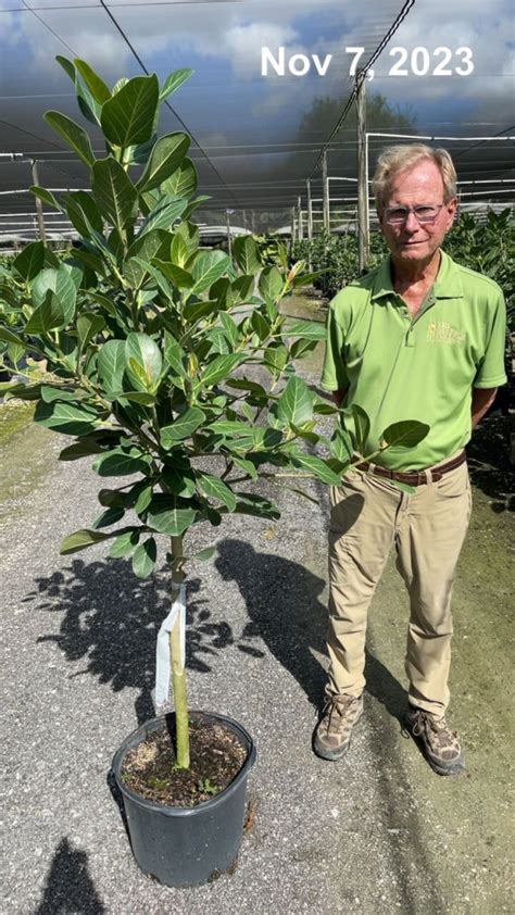 14 Ficus Audrey Std 5 6 Tri State Foliage In House Availability