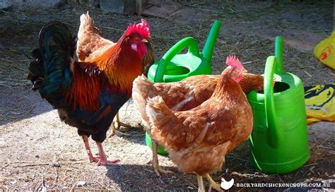 Backyard Chicken Care and Coop Maintenance