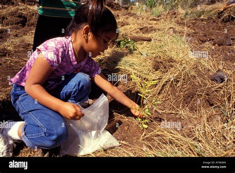 Children Planting Koa With Hands Stock Photo Alamy