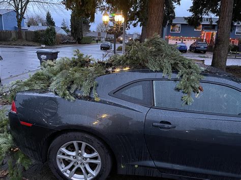 Morning wake up find : r/camaro